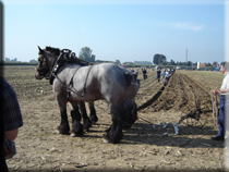 2007 oudenaarde