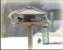 vogels in onze tuin