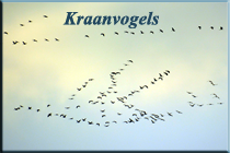 kraanvogels