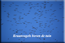 kraanvogels